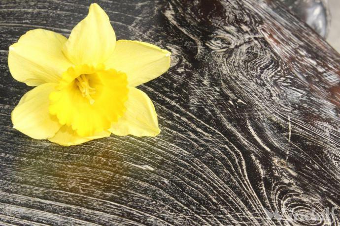 Schwarzer Rustikaler Stuhl ~ MABON ~ 105 cm - Mediaval Holzsessel